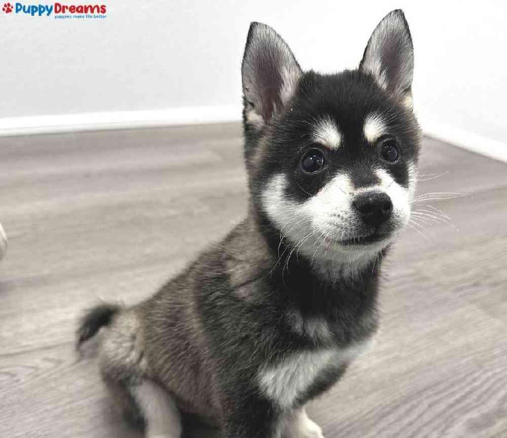 Male Alaskan Klee Kai Puppy for Sale in Little Rock, AR