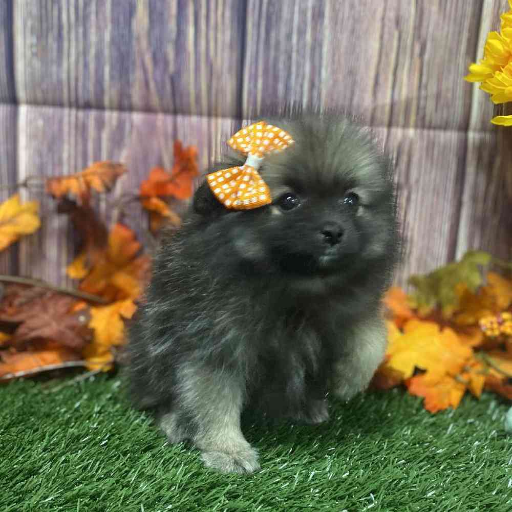 Female Pomeranian Puppy for Sale in Little Rock, AR