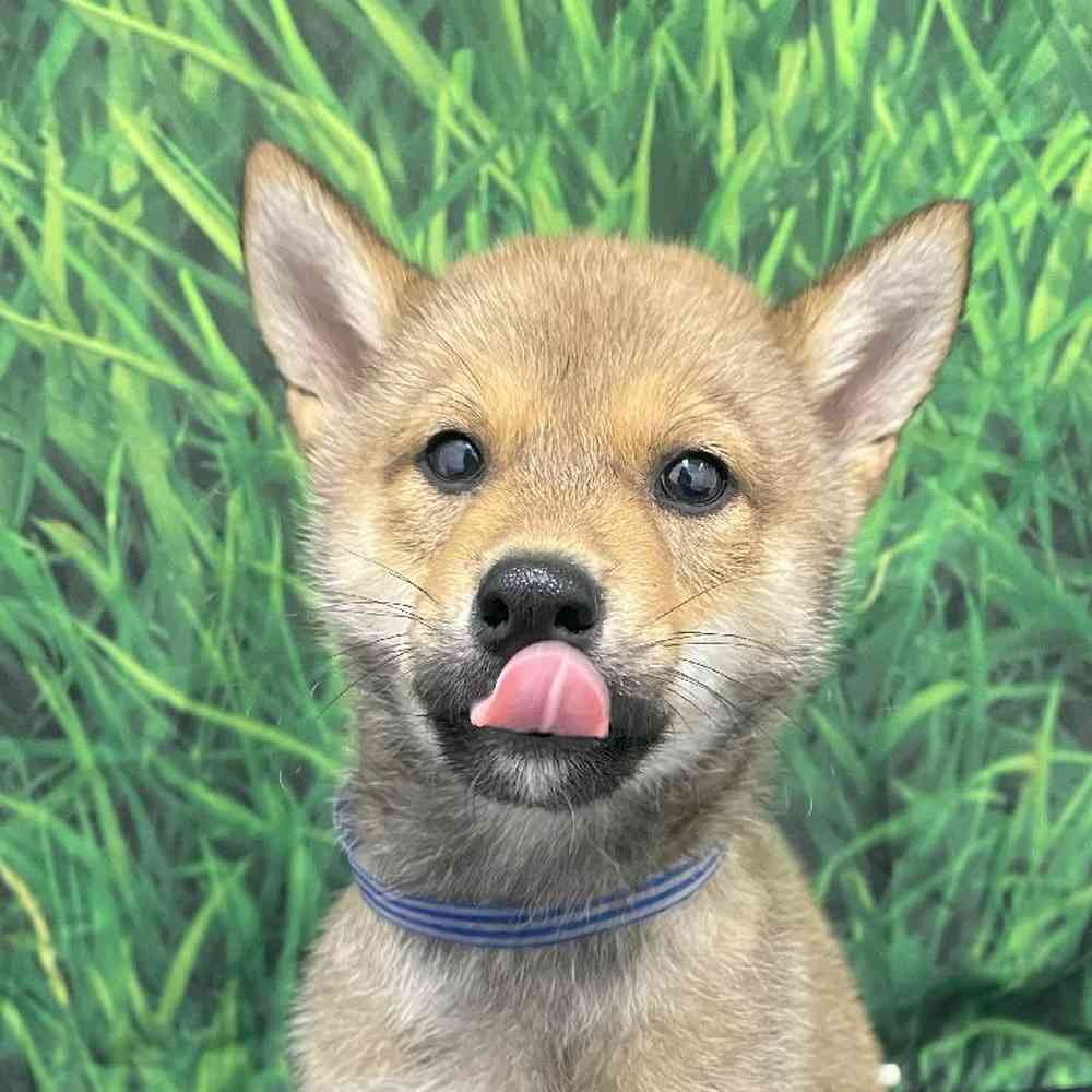 Male Shiba Inu Puppy for Sale in Little Rock, AR
