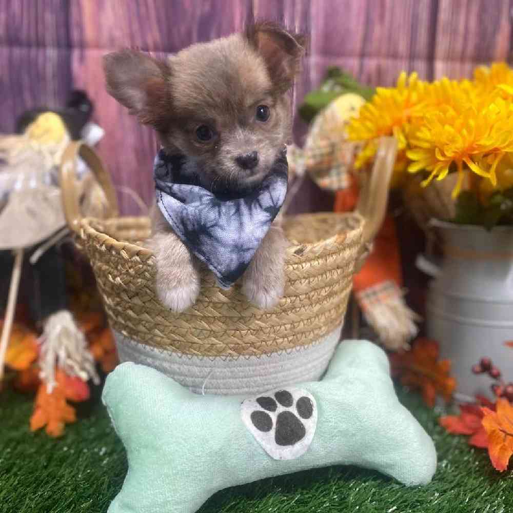Male Chihuahua Puppy for Sale in Arlington, TX