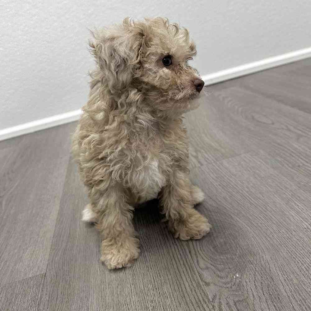 Female Mini Poodle Puppy for Sale in Little Rock, AR