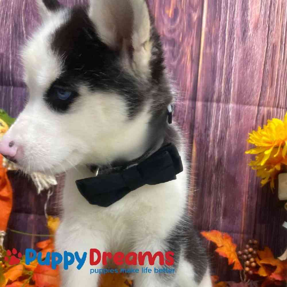 Male Siberian Husky Puppy for Sale in Little Rock, AR