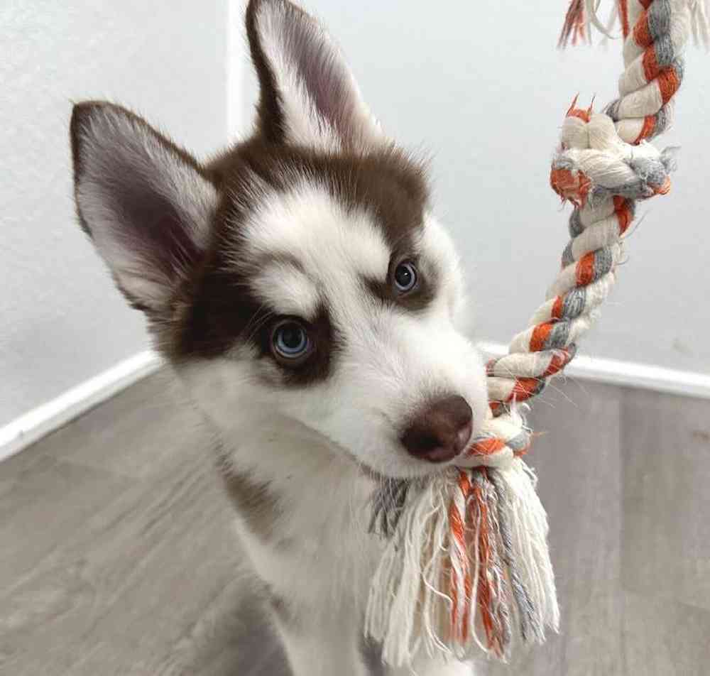 Female Siberian Husky Puppy for Sale in Little Rock, AR
