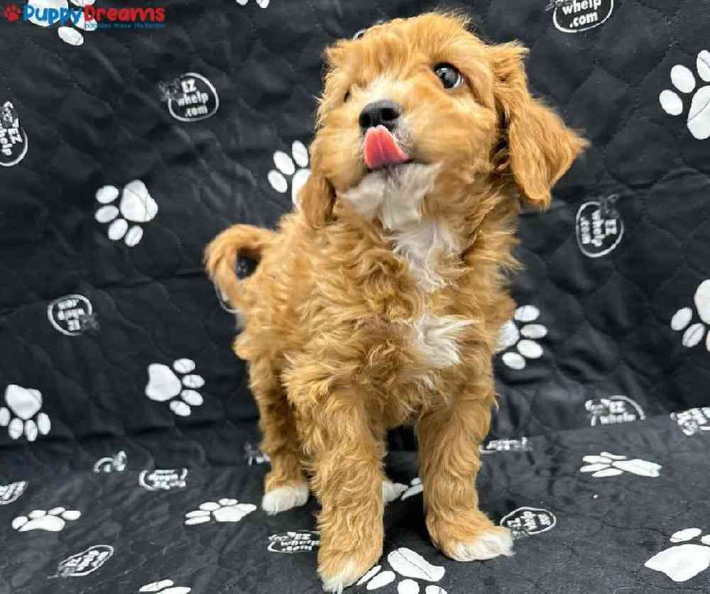 Male Cavapoo Puppy for Sale in Little Rock, AR