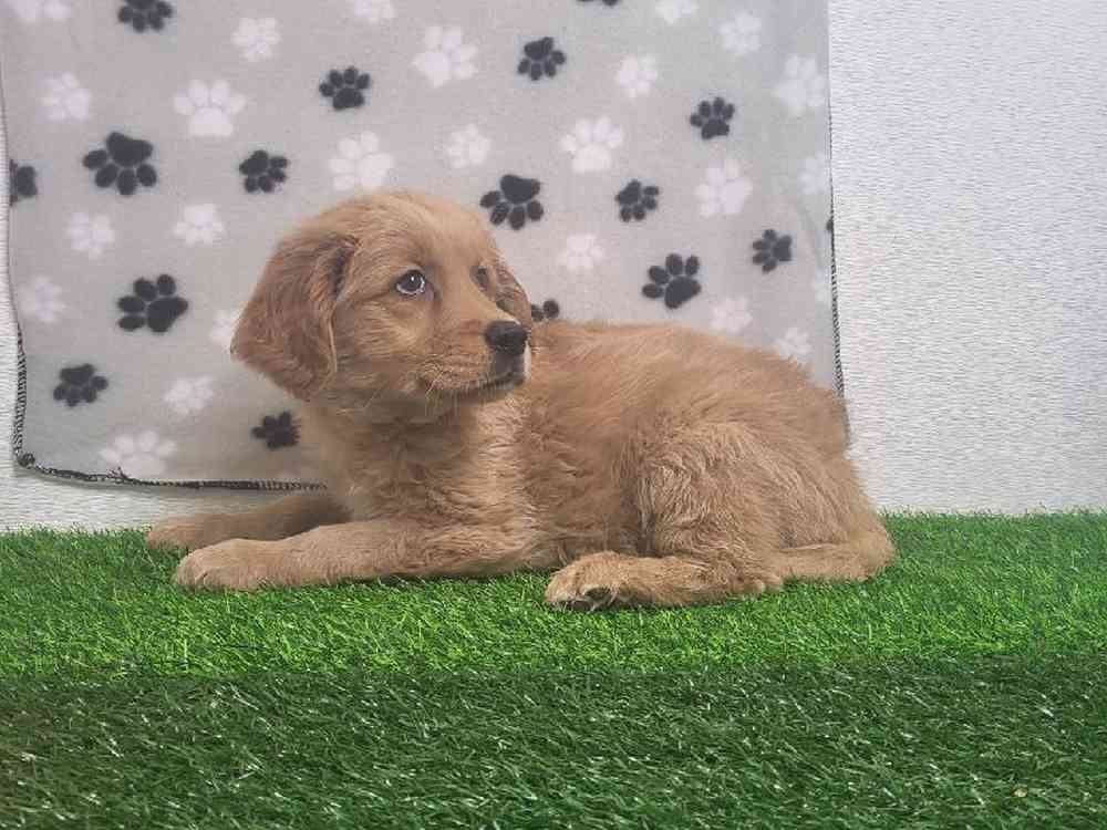 Female Golden Retriever Puppy for Sale in ,