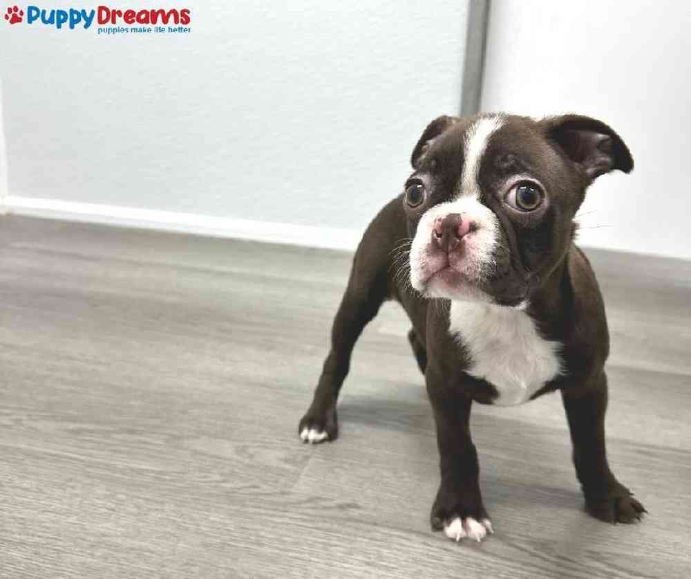 Female Boston Terrier Puppy for Sale in Little Rock, AR