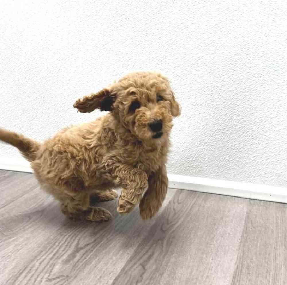 Female Mini Goldendoodle Puppy for Sale in Arlington, TX