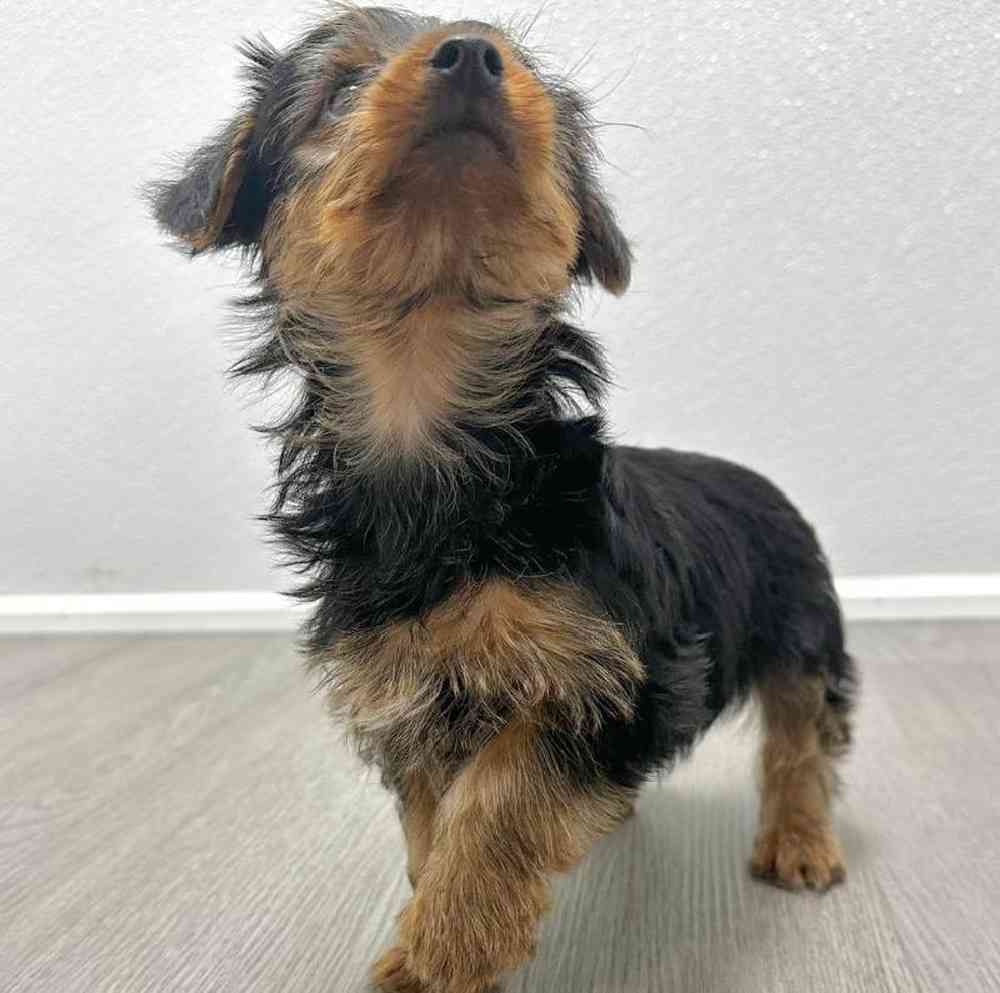 Male Yorkie Puppy for Sale in Little Rock, AR