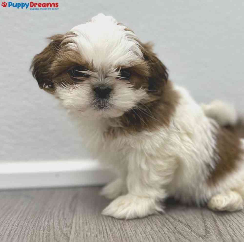 Female Shih Tzu Puppy for Sale in Little Rock, AR