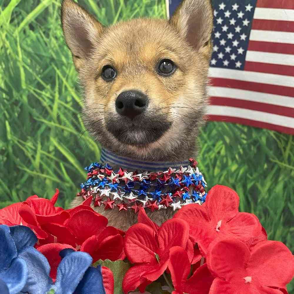 Male Shiba Inu Puppy for Sale in Little Rock, AR