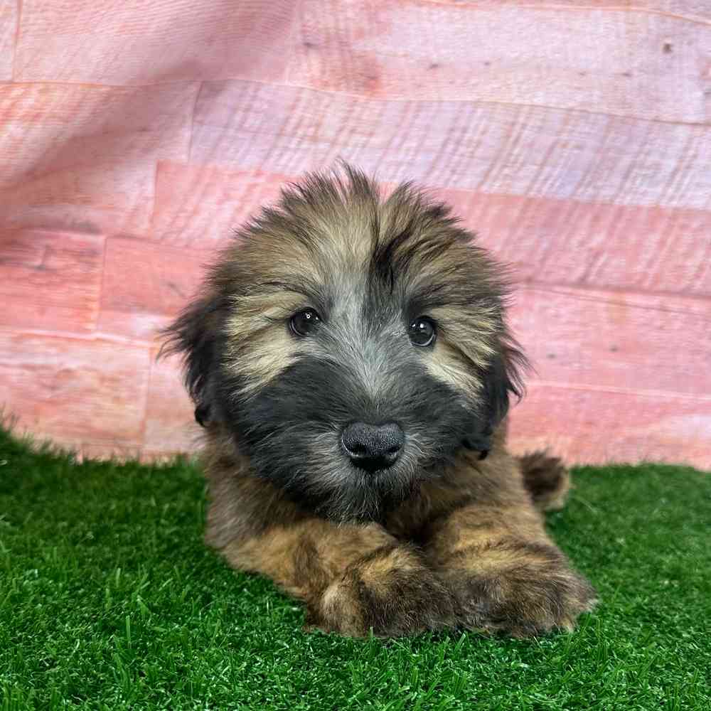 Soft Coated Wheaten Terrier For Sale Puppy Dreams Carrollton