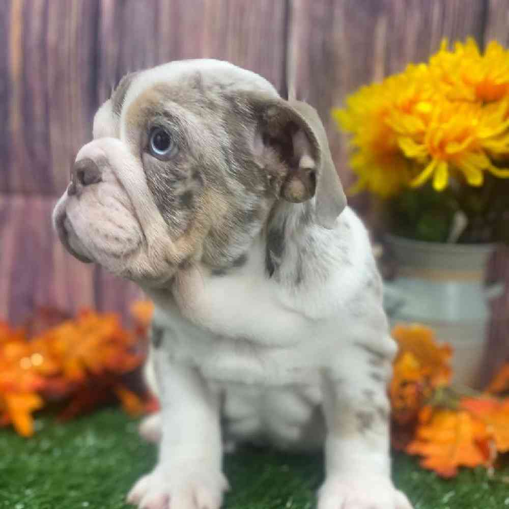 Female English Bulldog Puppy for Sale in Little Rock, AR
