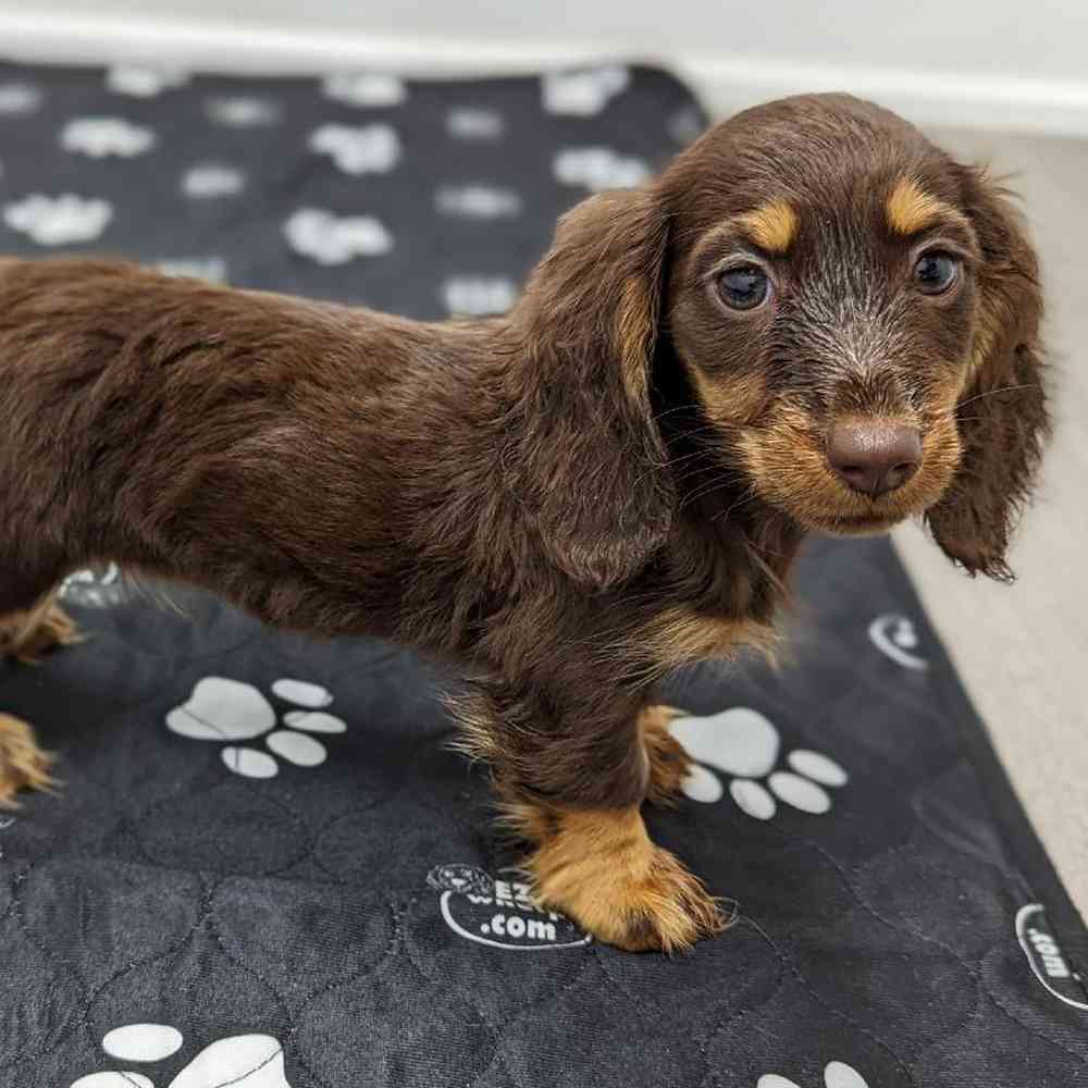 Female Dachshund Puppy for Sale in Little Rock, AR
