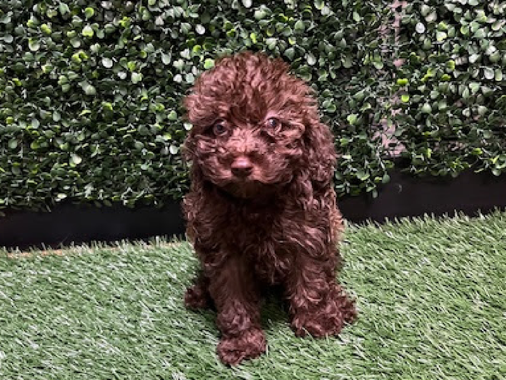Male Mini Poodle Puppy for Sale in Cordova, TN