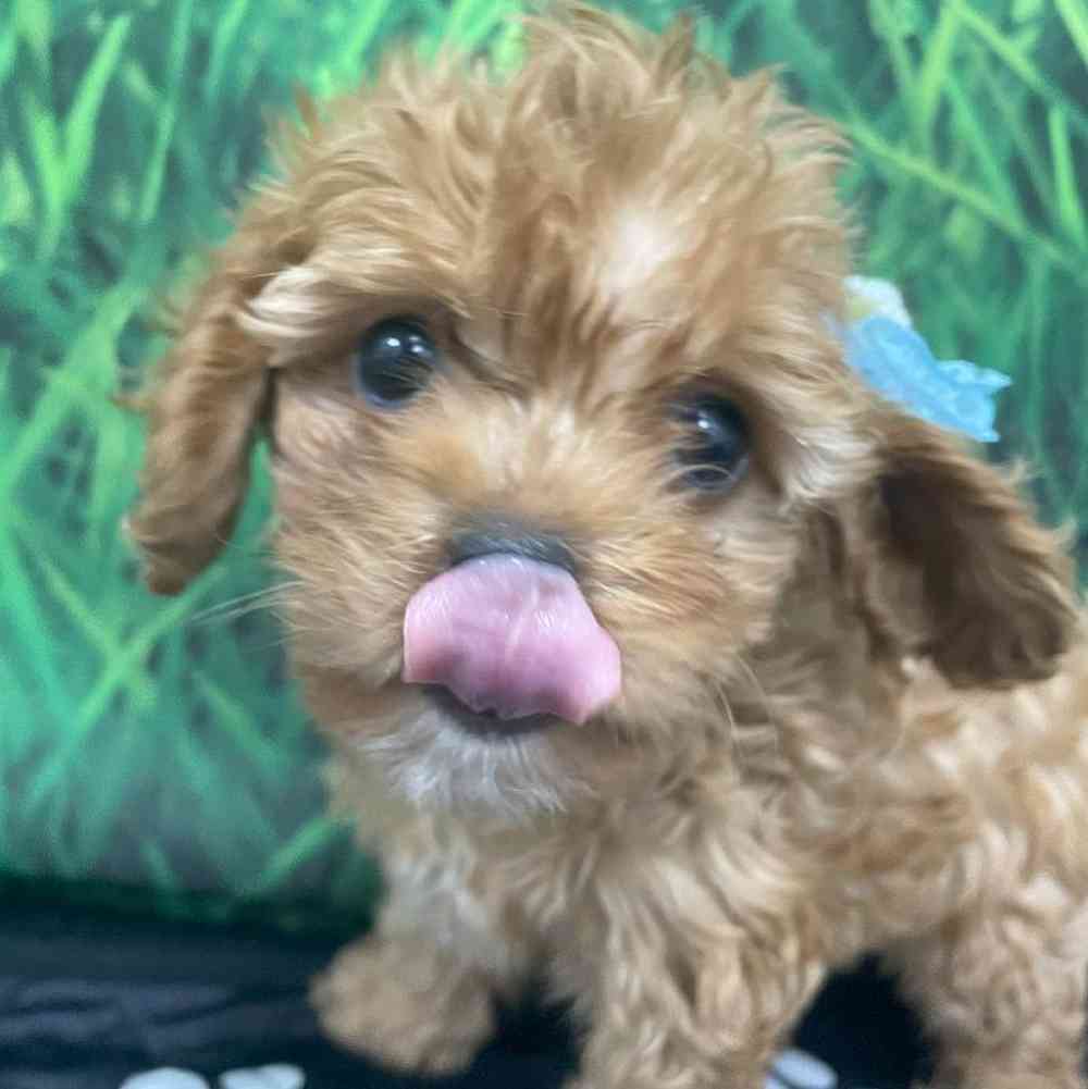 Female Cavapoo Puppy for Sale in Little Rock, AR