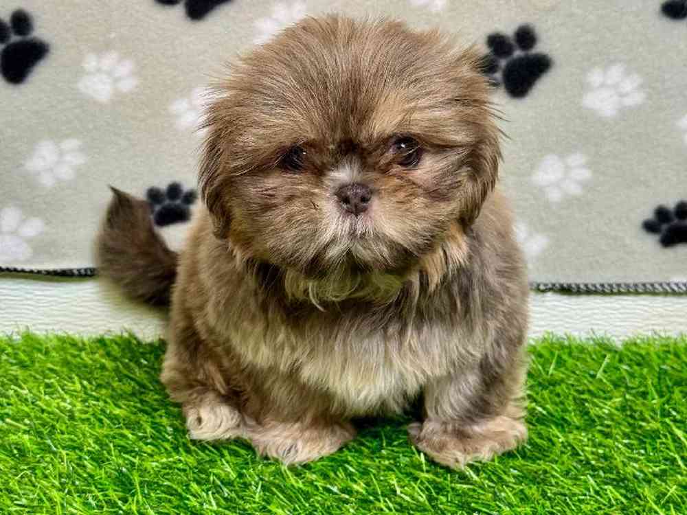 Female Shih Tzu Puppy for Sale in Arlington, TX