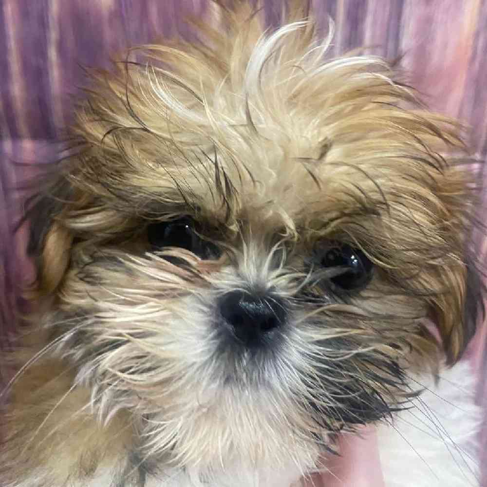 Male Shih Tzu Puppy for Sale in Little Rock, AR