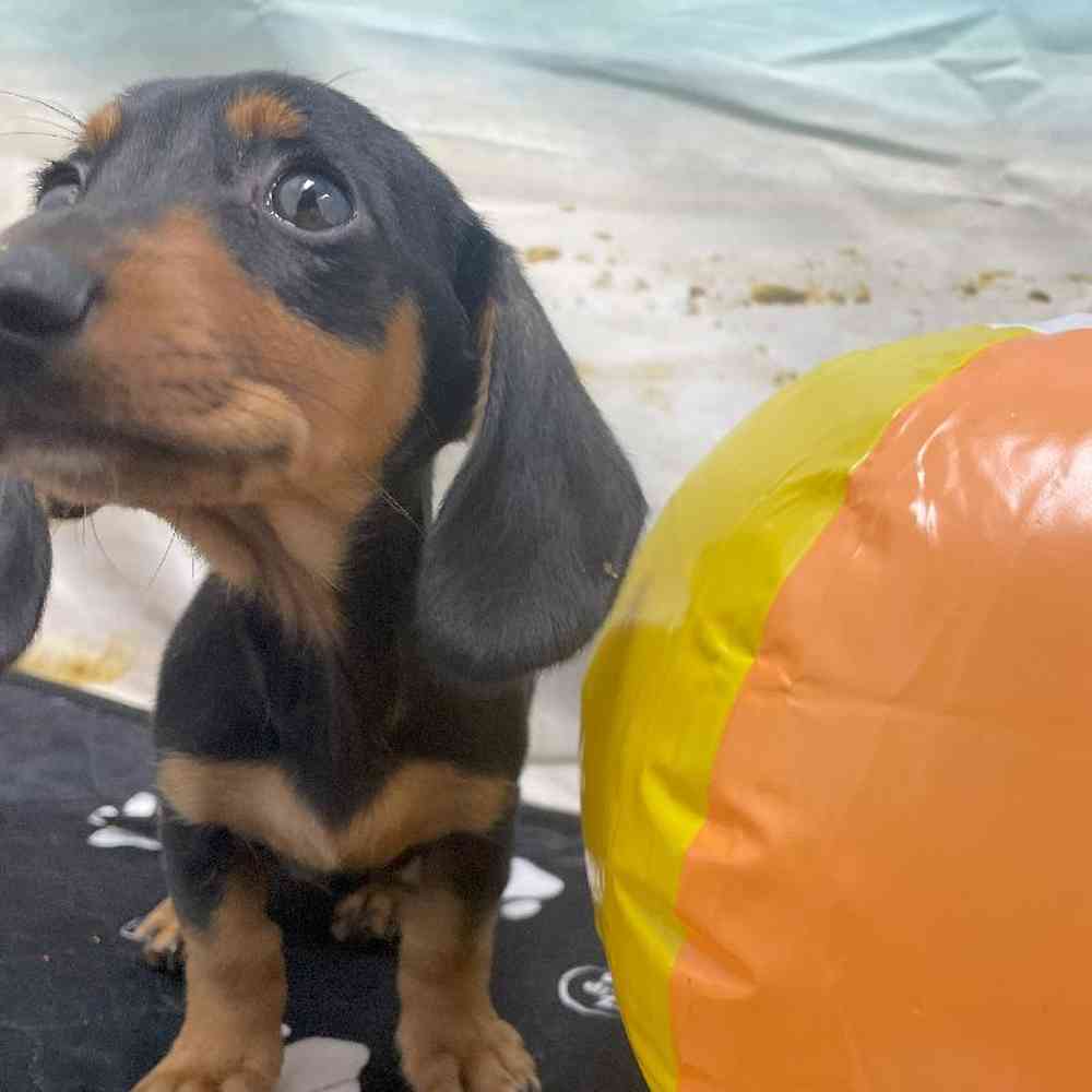 Female Dachshund Puppy for Sale in Little Rock, AR
