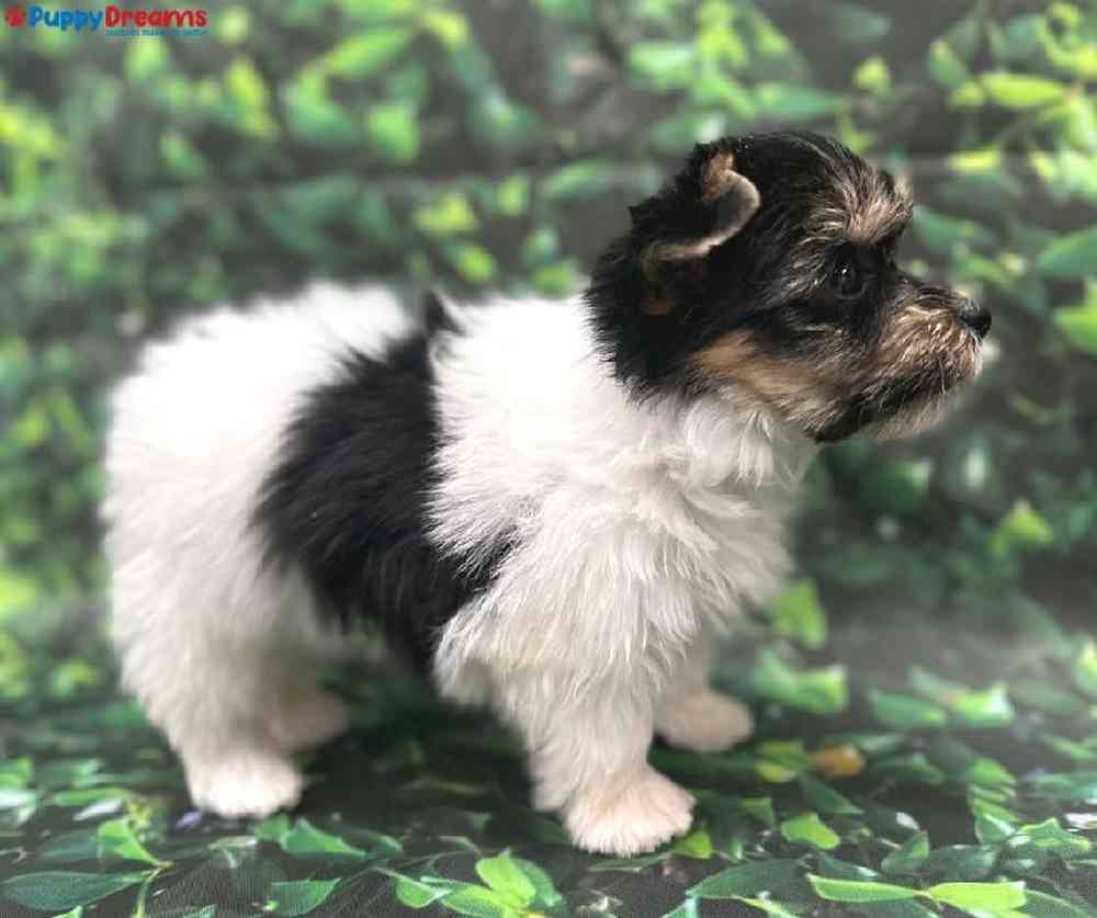 Male Parti Yorkie Puppy for Sale in Little Rock, AR