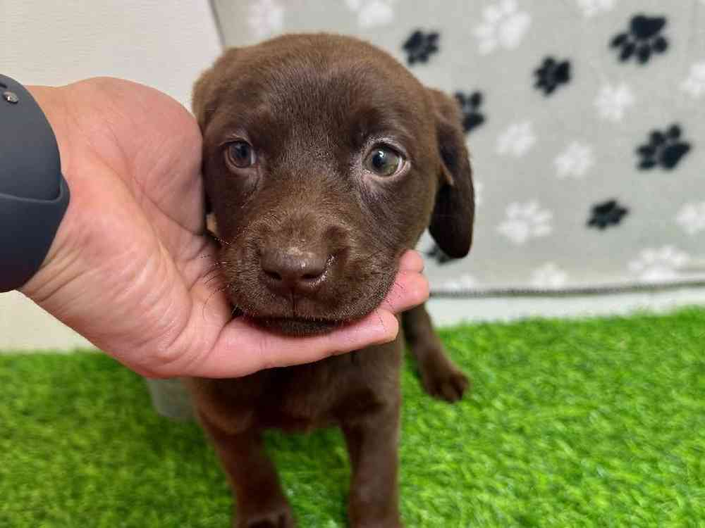 Female Labrador Retriever Puppy for Sale in Arlington, TX