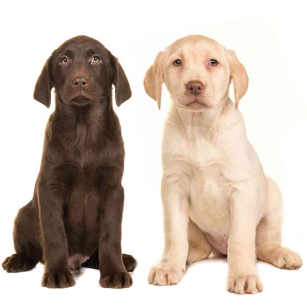 Labrador Retriever Puppies for Sale