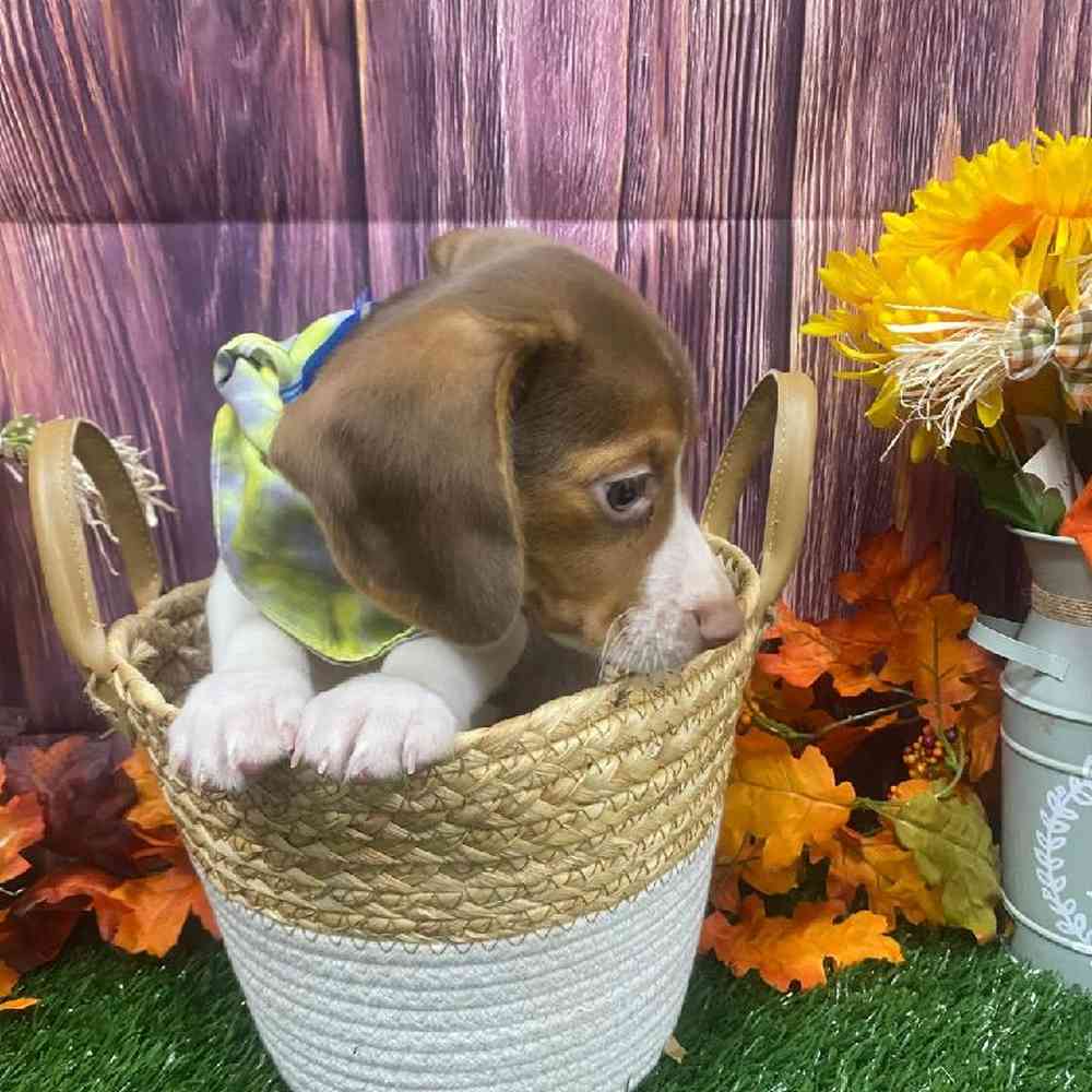 Male Beagle Puppy for Sale in Little Rock, AR