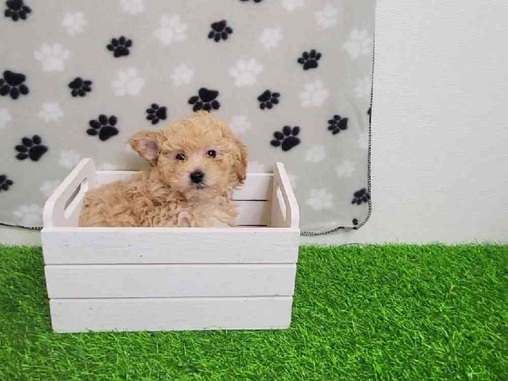 Female Bichon-Poodle Puppy for Sale in ,