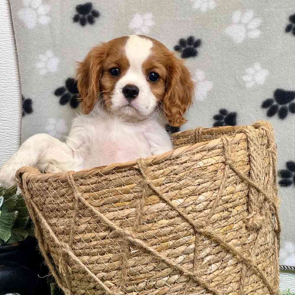 Female Cavalier King Charles Spaniel Puppy for Sale in Arlington, TX