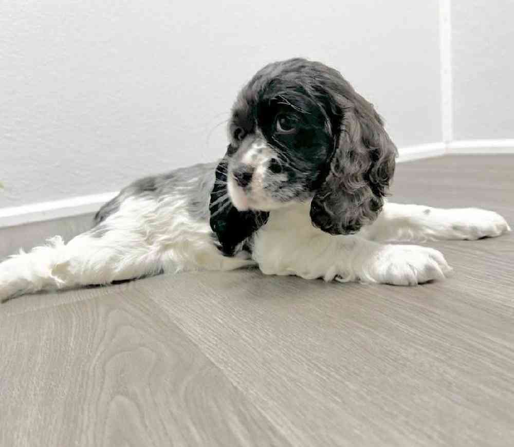 Female Cocker Spaniel Puppy for Sale in Little Rock, AR