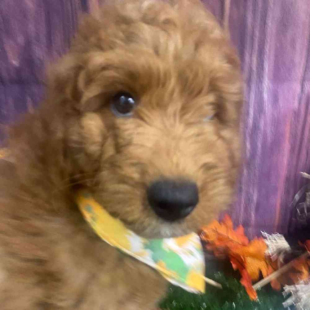 Male Goldendoodle (F1B) Puppy for Sale in Little Rock, AR