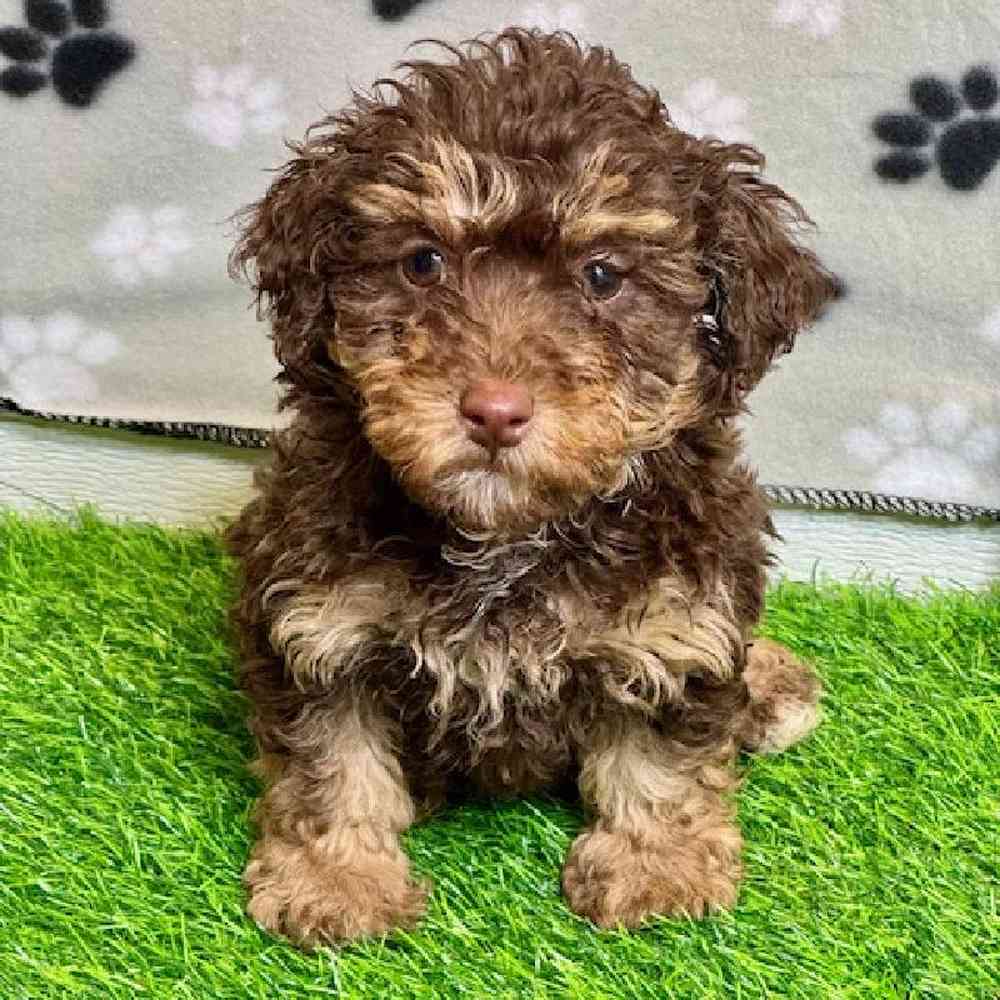 Female Mini Poodle Puppy for Sale in ,