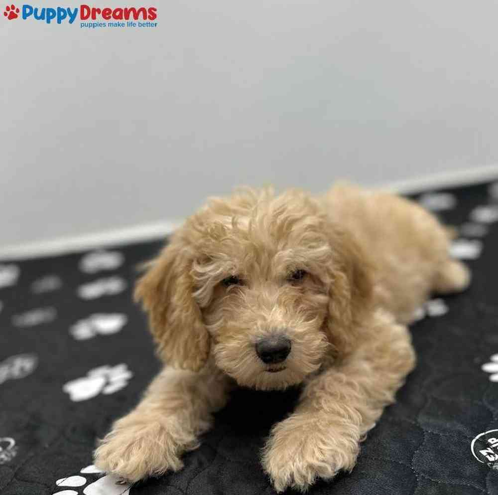 Male Goldendoodle Puppy for Sale in Little Rock, AR