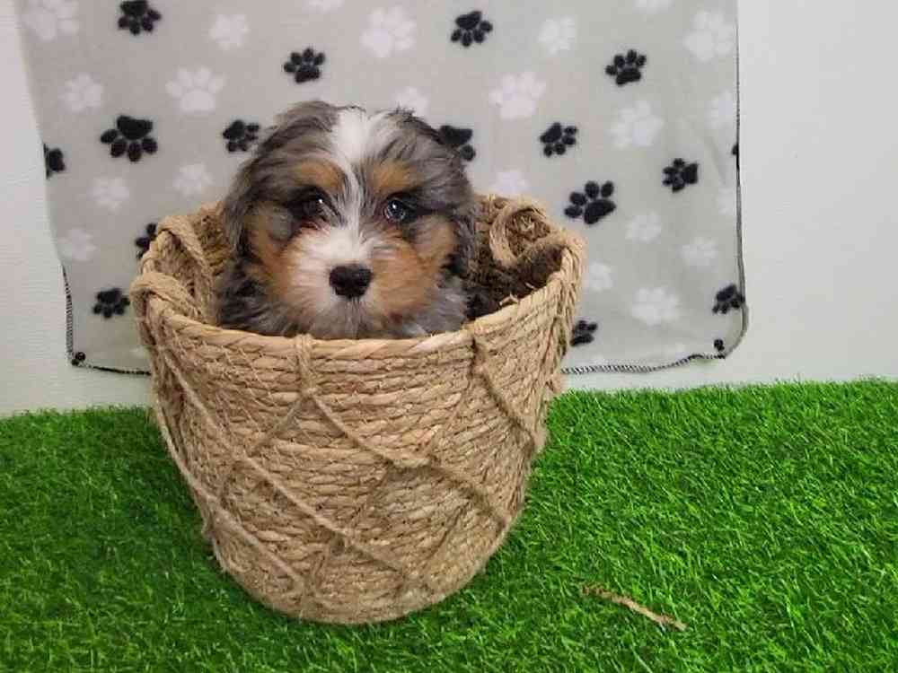 Male Bernedoodle Puppy for Sale in Arlington, TX