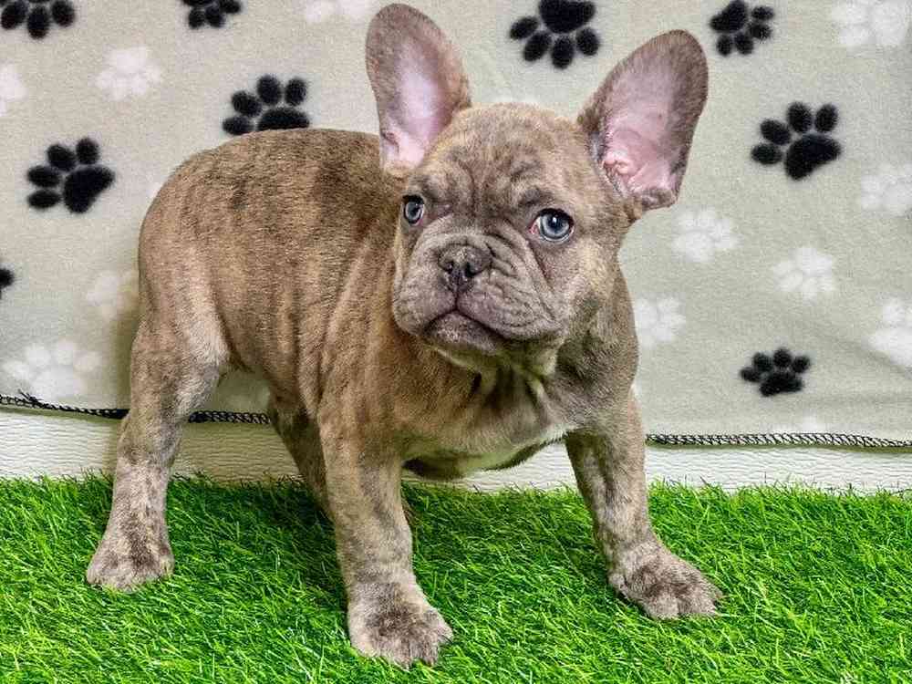 Male French Bulldog Puppy for Sale in ,