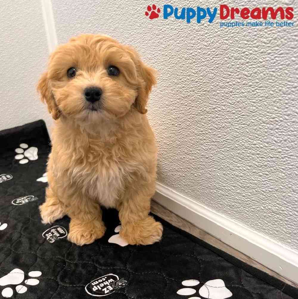 Male Maltipoo Puppy for Sale in Little Rock, AR