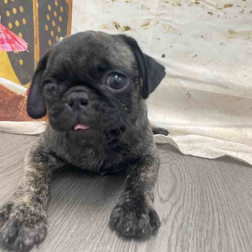 Male Pug Puppy for Sale in Little Rock, AR