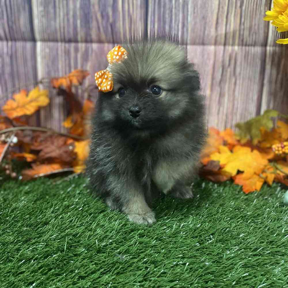 Female Pomeranian Puppy for Sale in Little Rock, AR