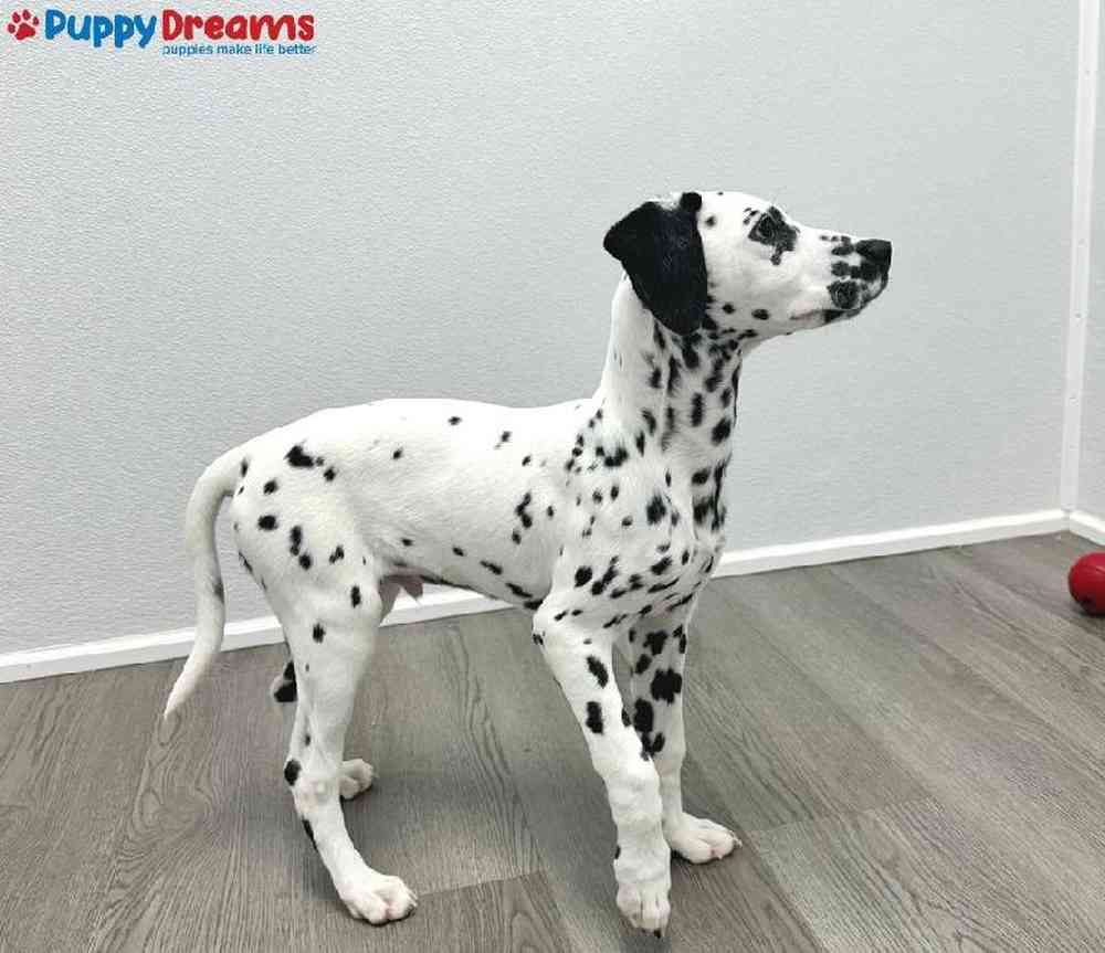 Male Dalmatian Puppy for Sale in Little Rock, AR