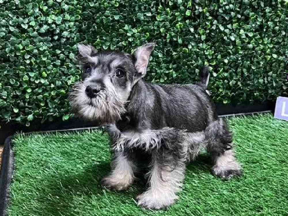 Male Mini Schnauzer Puppy for Sale in Cordova, TN