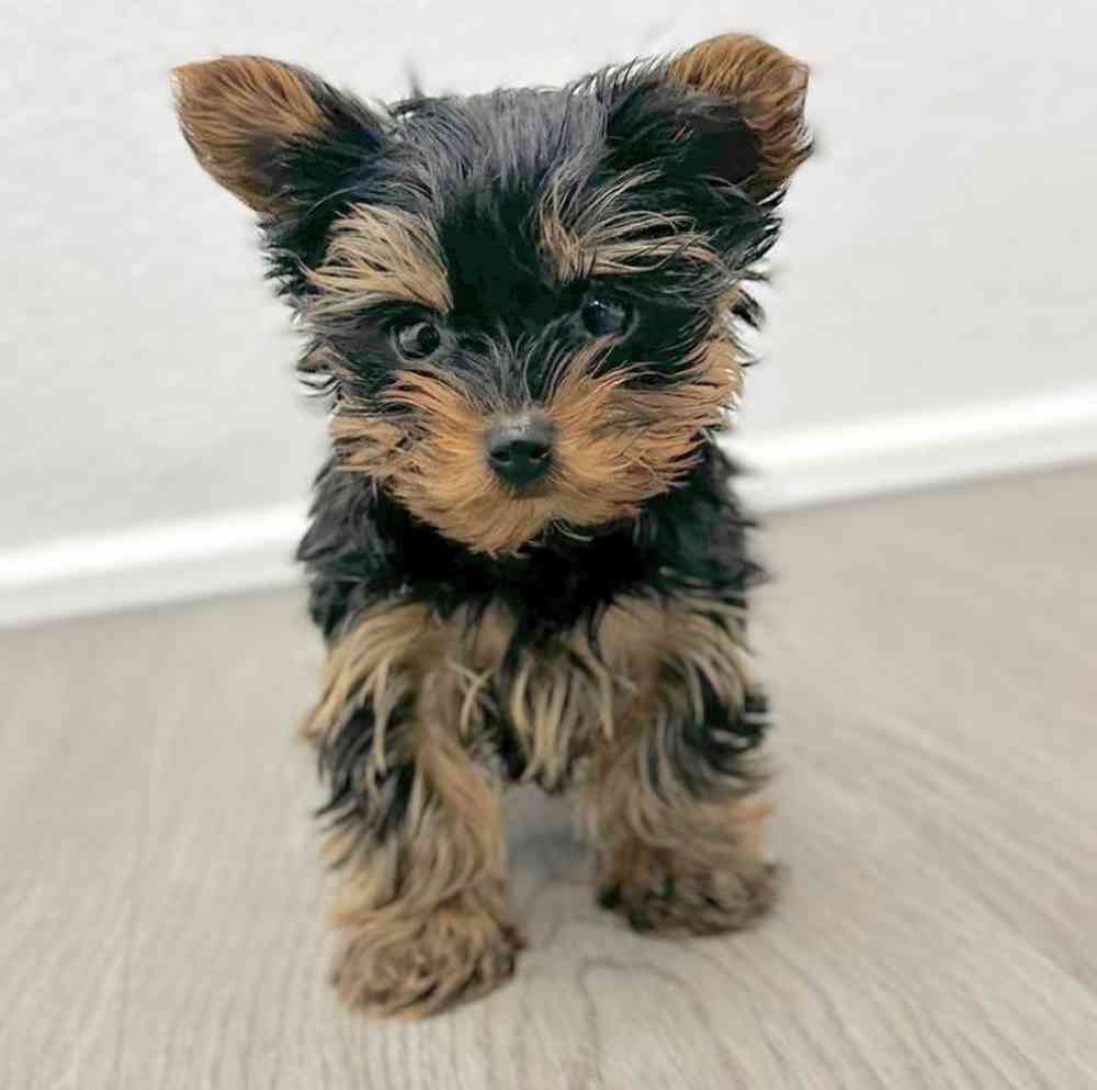 Male Yorkie Puppy for Sale in Little Rock, AR