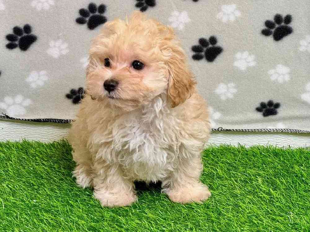 Female Maltipoo Puppy for Sale in Arlington, TX