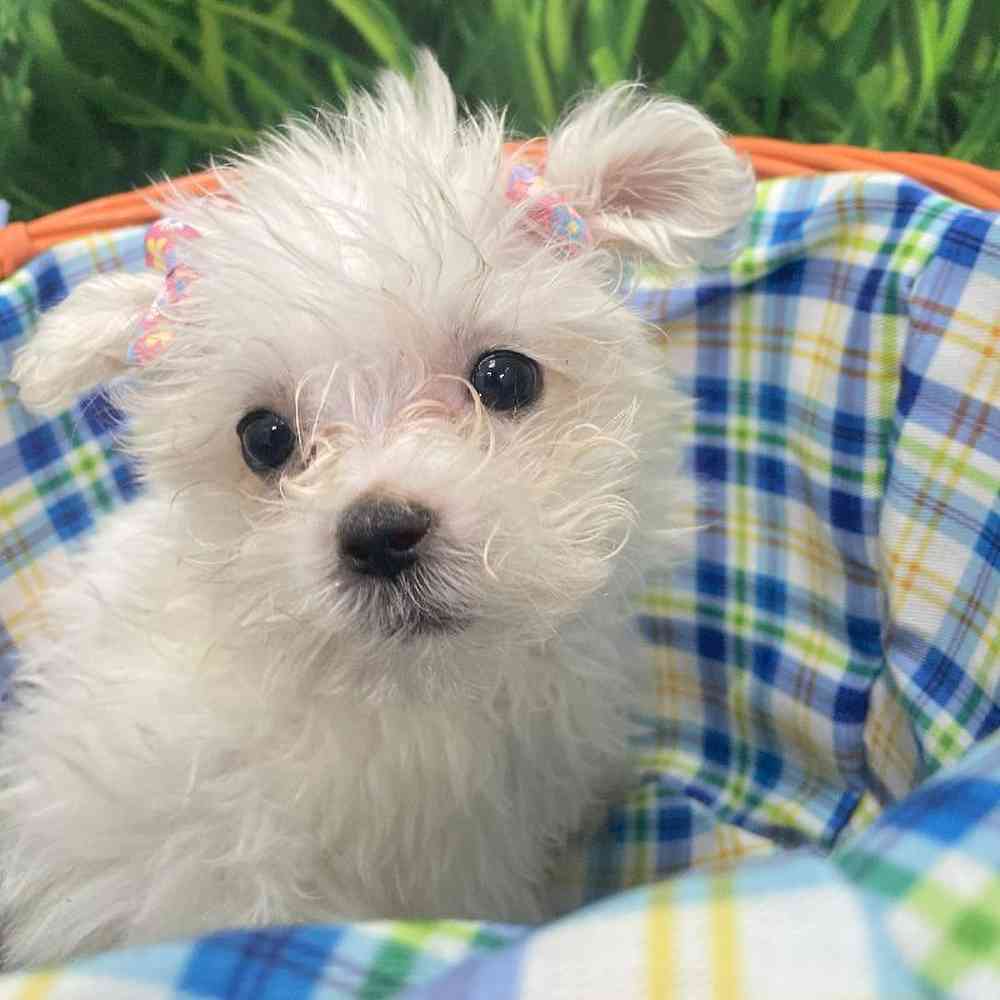 Female Maltese Puppy for Sale in Little Rock, AR