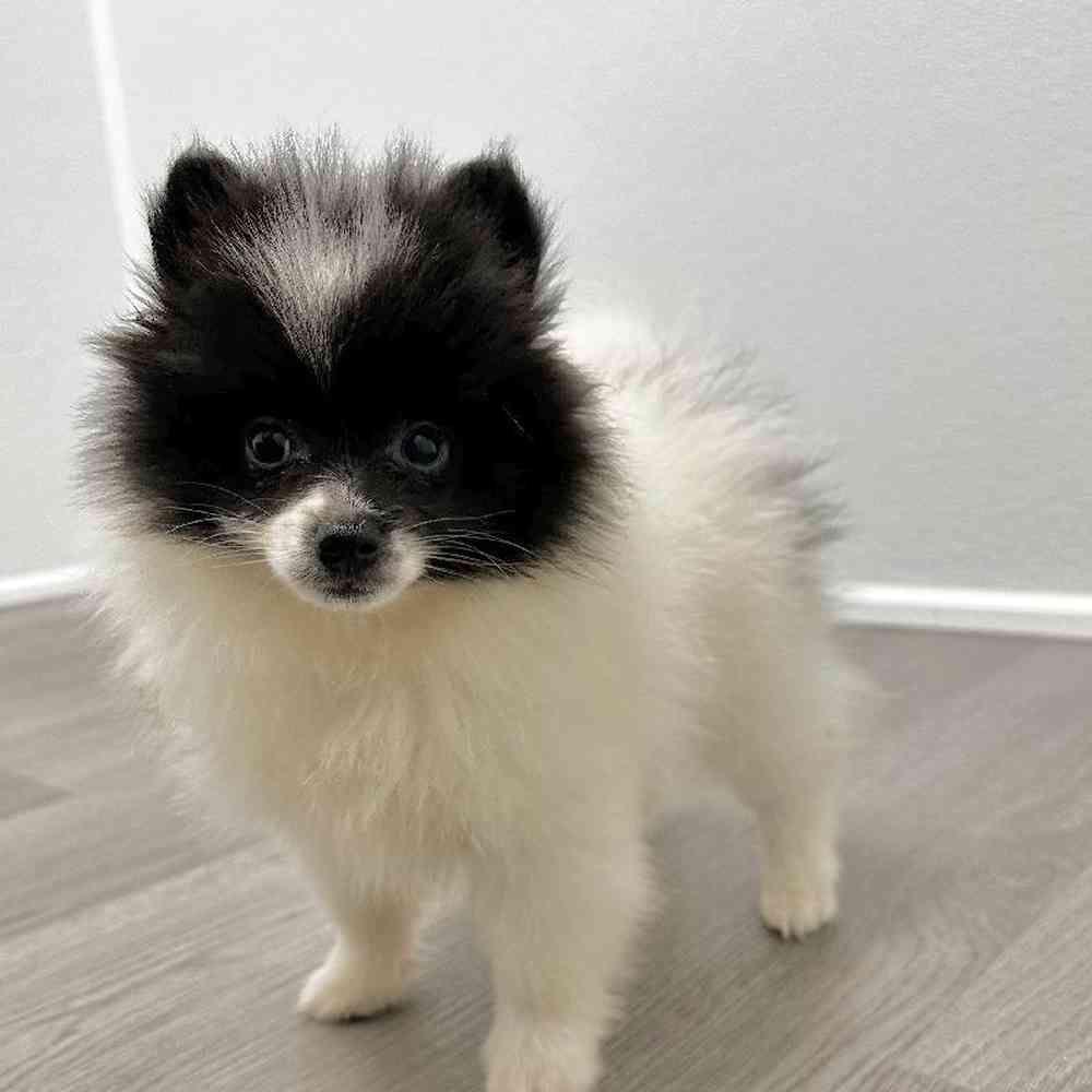 Female Pomeranian Puppy for Sale in Little Rock, AR