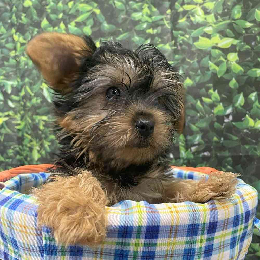 Male Yorkie Puppy for Sale in Little Rock, AR