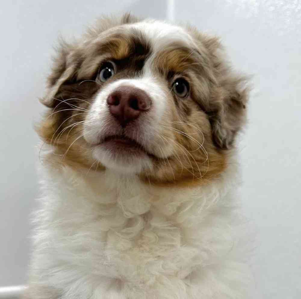 Male Australian Shepherd Puppy for Sale in Little Rock, AR