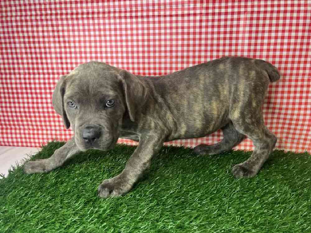 Female Cane Corso Puppy for Sale in ,