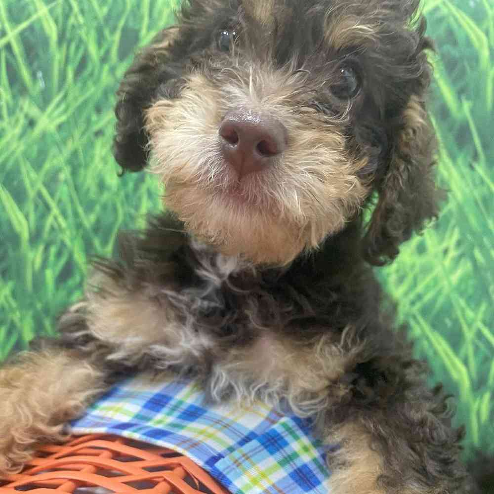 Male Bernedoodle Puppy for Sale in Little Rock, AR