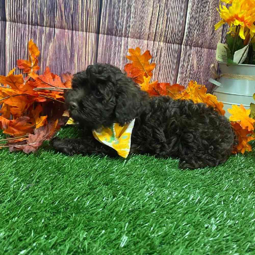 Female Cockapoo Puppy for Sale in Little Rock, AR