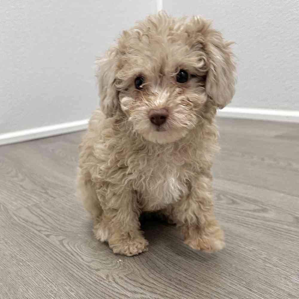 Female Mini Poodle Puppy for Sale in Little Rock, AR