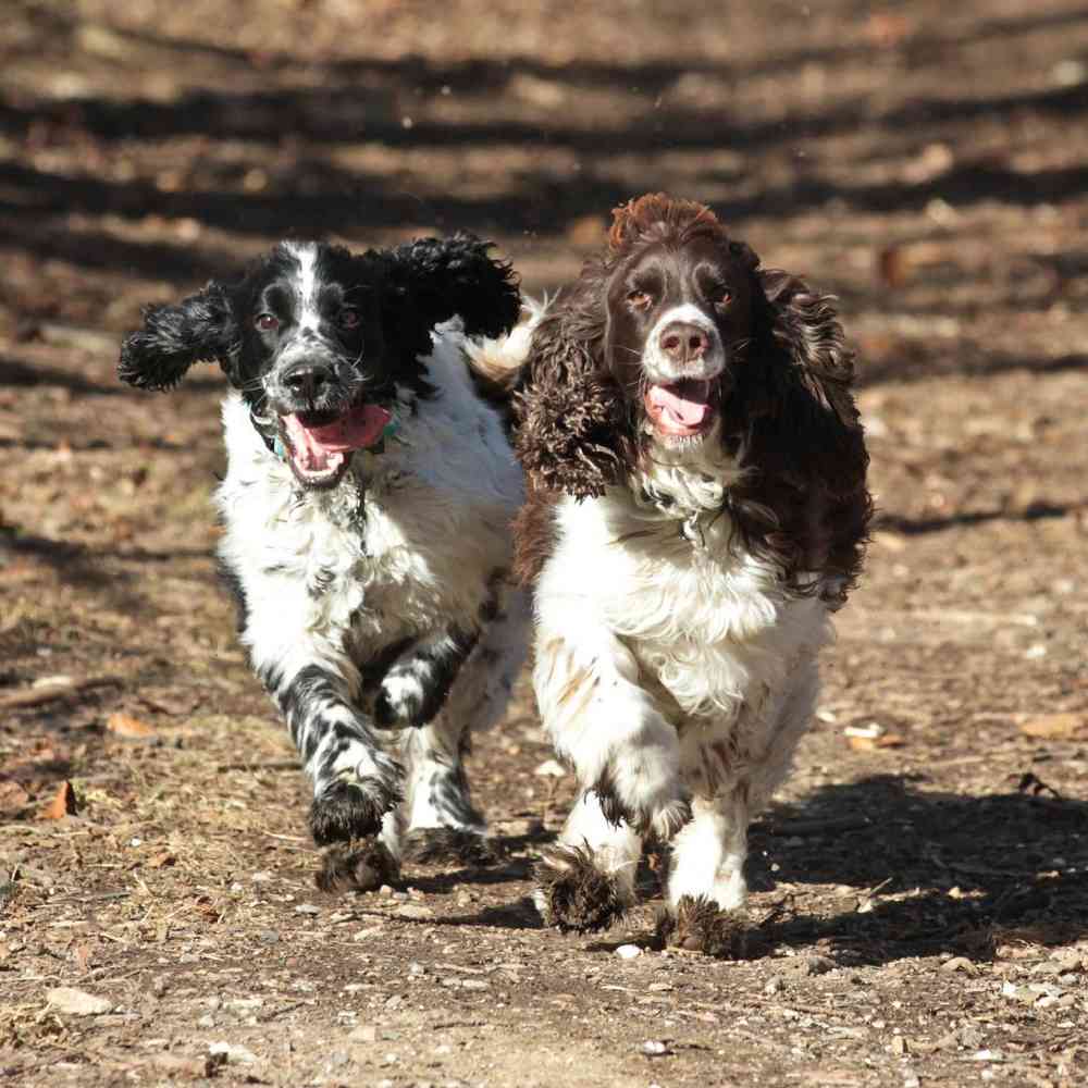 English Springer Spaniel Puppies for Sale